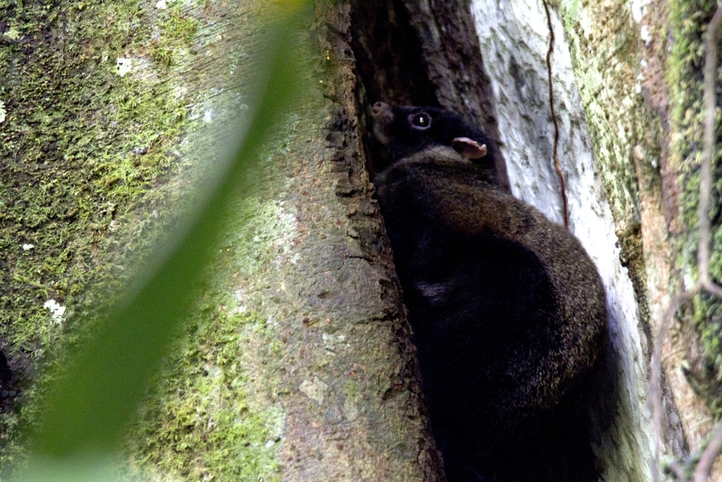 Lord Derby's Scaly-tailed Squirrel