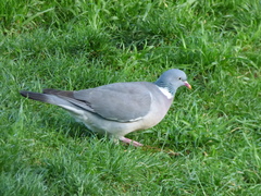 Columba palumbus