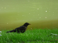 Turdus merula