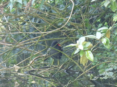 Gallinula chloropus