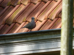 Streptopelia decaocto