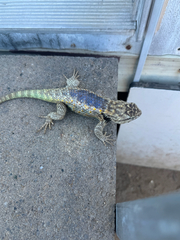 Desert Spiny Lizard photo 5