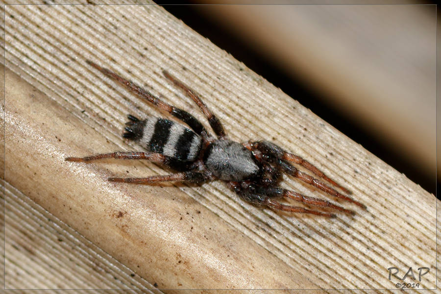 Latonigena pampa