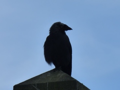 Corvus monedula