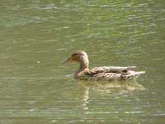 Anas platyrhynchos