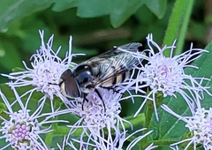 Copestylum fornax