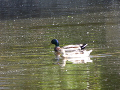 Anas platyrhynchos
