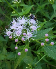 Copestylum fornax
