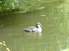 Fulica atra