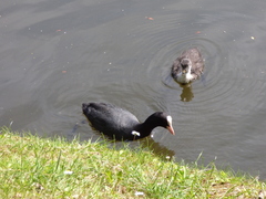 Fulica atra
