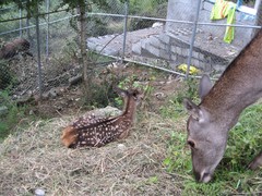 Cervus elaphus maral