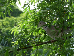 Streptopelia decaocto