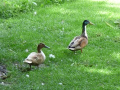 Anas platyrhynchos domesticus