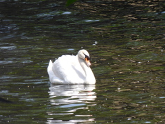 Cygnus olor