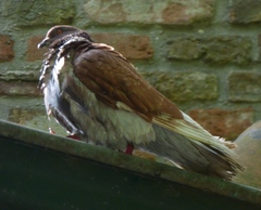 Columba livia domestica