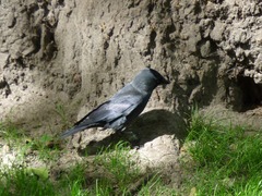 Corvus monedula