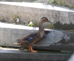 Anas platyrhynchos