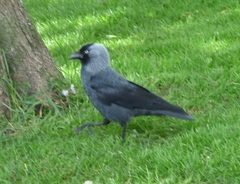 Corvus monedula