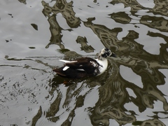 Anas platyrhynchos domesticus