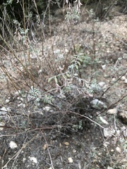 Indigofera lindheimeriana