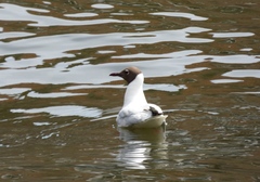 Chroicocephalus ridibundus