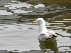 Larus argentatus