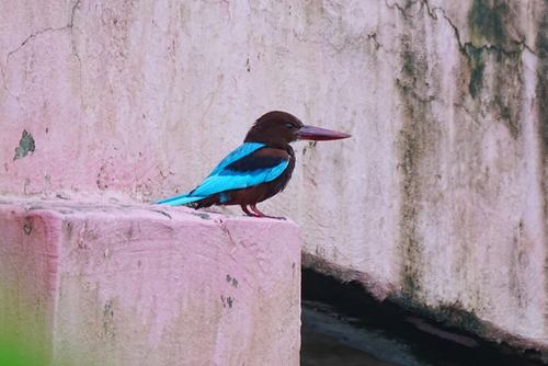 White-throated Kingfisher (Halcyon smyrnensis), photo 10