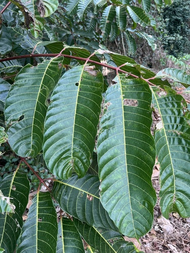 Canarium acutifolium observed 2025-09-02