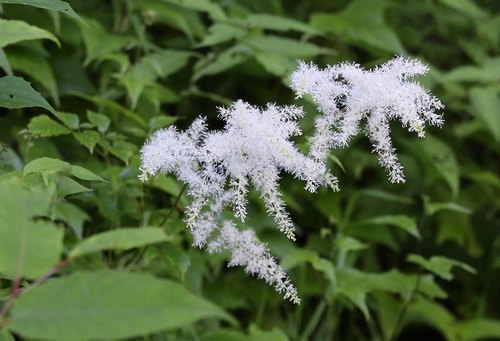 Astilbe odontophylla iNat (1)