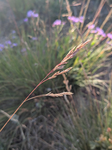 greenleaf fescue (Festuca viridula)
