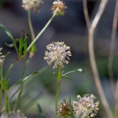 Opercularia scabrida