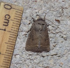 Protorthodes texicana