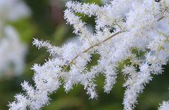 Astilbe rubra