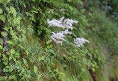 Astilbe rubra