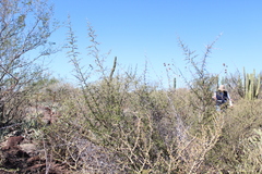 Atamisquea emarginata