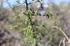 Atamisquea emarginata