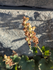 Elmera racemosa, photograph (c) Dominic Gentilcore, some rights reserved (CC BY)