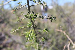 Atamisquea emarginata