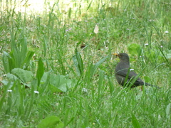 Turdus merula