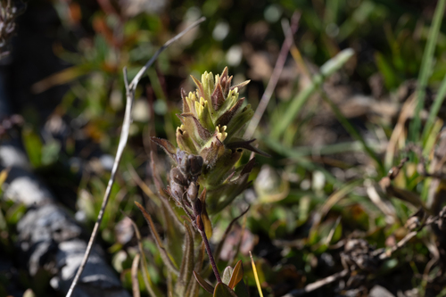 obscure paintbrush (Castilleja cryptantha)