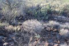 Ambrosia bryantii