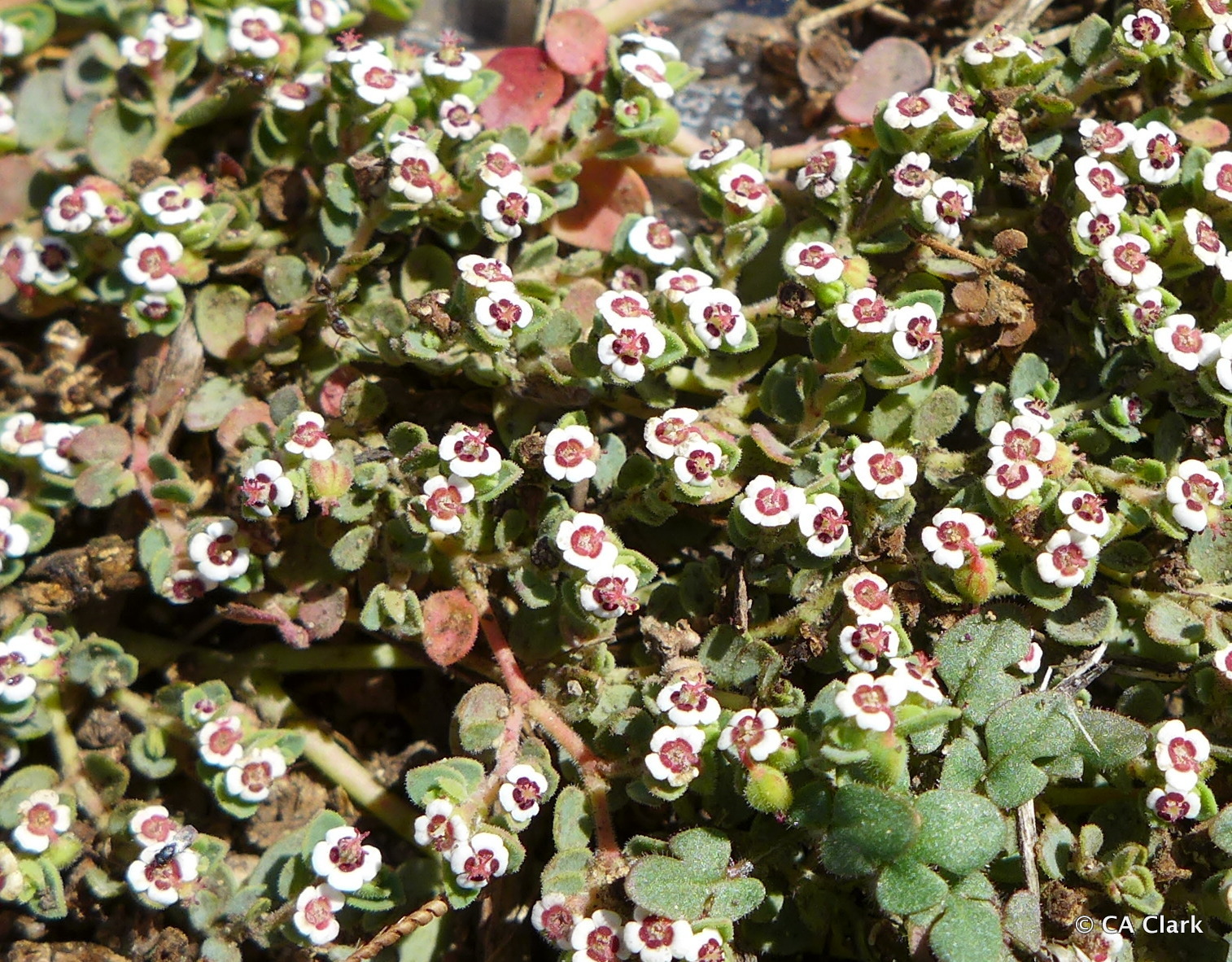 Euphorbia polycarpa var. polycarpa