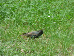 Sturnus vulgaris