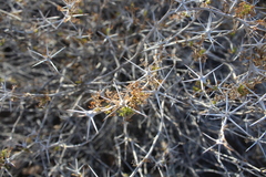 Ambrosia bryantii