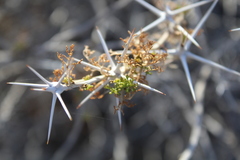 Ambrosia bryantii