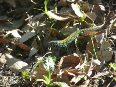 Podarcis muralis nigriventris