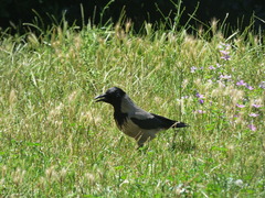 Corvus cornix