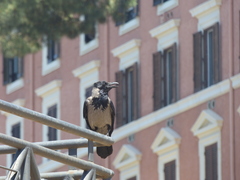 Corvus cornix