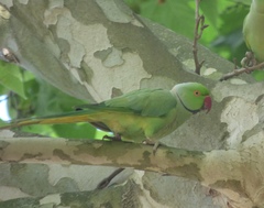 Psittacula krameri