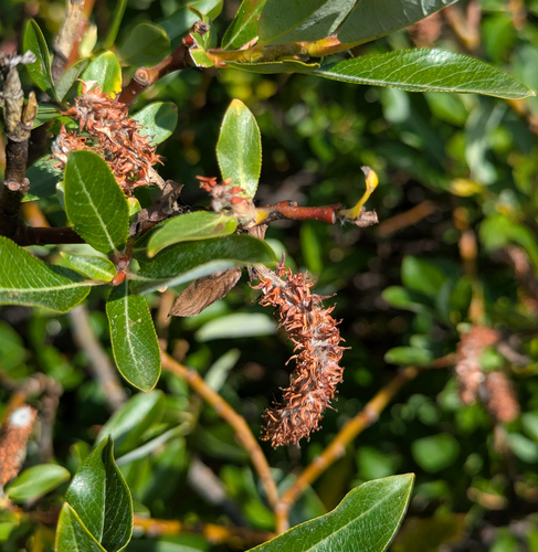 Barclay's Willow (Salix barclayi)